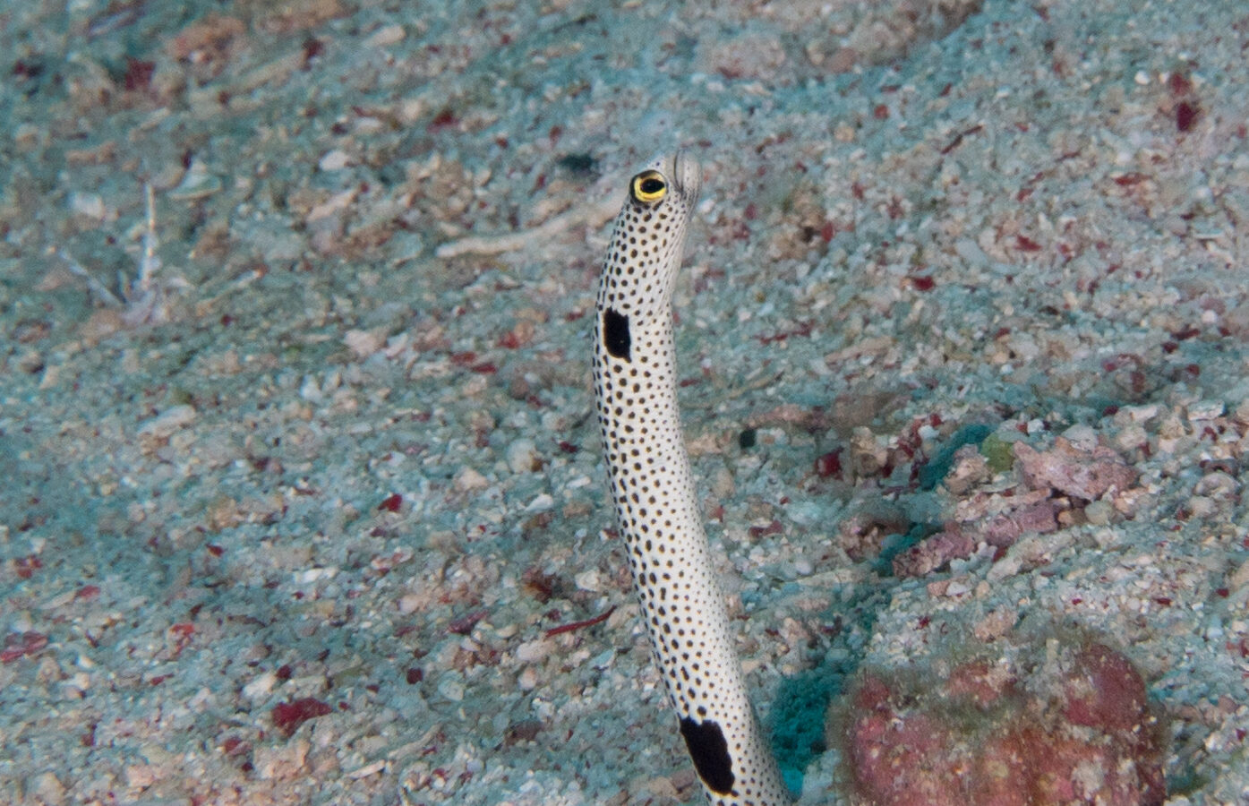 A spotted garden eel standing out of its burrow in pale sand scattered with pink debris, its white body covered in small black spots, a large black blotch below the head and another near the sand, its eye ringed with yellow