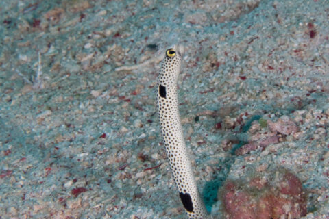 A spotted garden eel standing out of its burrow in pale sand scattered with pink debris, its white body covered in small black spots, a large black blotch below the head and another near the sand, its eye ringed with yellow