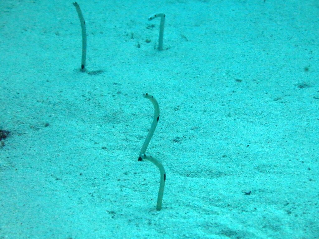 Four spotted garden eels standing out of pale sand bathed in blue-green light, thin as stems, one almost straight, one curved into an S and two bent into a hook at the top