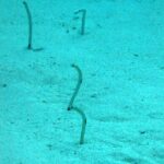 Four spotted garden eels standing out of pale sand bathed in blue-green light, thin as stems, one almost straight, one curved into an S and two bent into a hook at the top