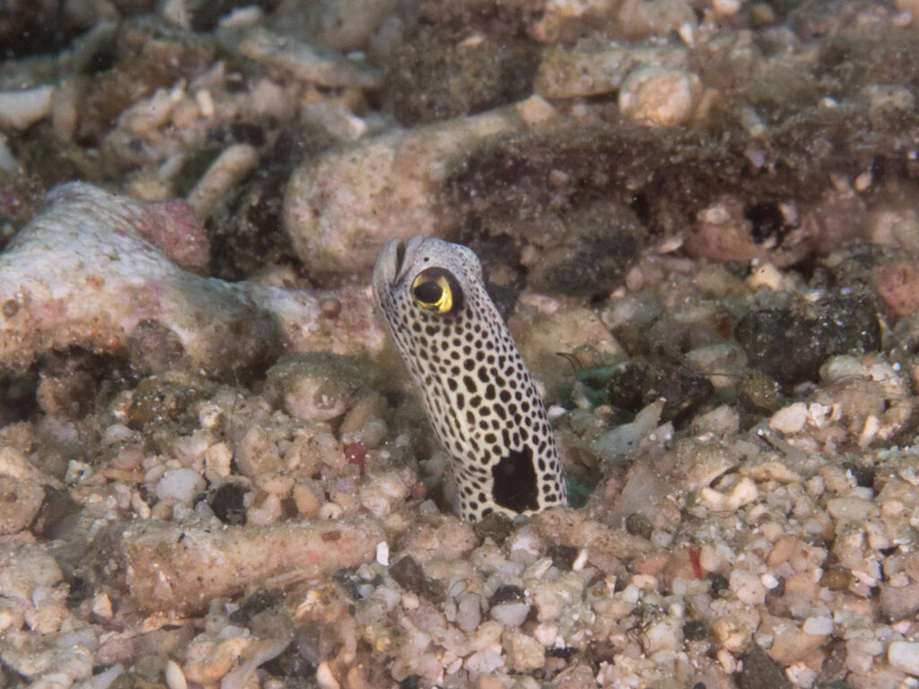 Close-up of the head of a spotted garden eel coming out of a bed of gravel and coral rubble, its eye ringed with yellow, its cream body covered in dense black spots, a large black blotch right at the edge of the burrow