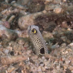 Close-up of the head of a spotted garden eel coming out of a bed of gravel and coral rubble, its eye ringed with yellow, its cream body covered in dense black spots, a large black blotch right at the edge of the burrow