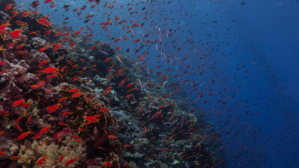 A wall covered in fire coral and hundreds of red anthias, dropping into the dark blue