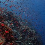 A wall covered in fire coral and hundreds of red anthias, dropping into the dark blue