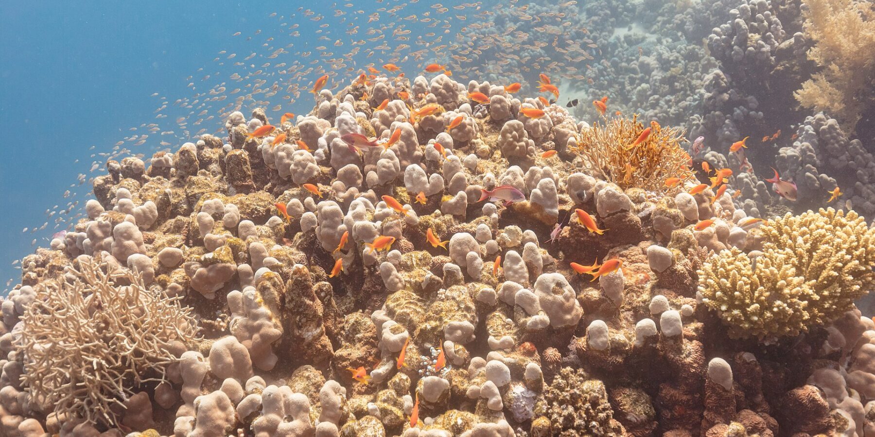 Dozens of orange anthias and a few purplish males circling above a coral head, a cloud of small fish in the blue behind them