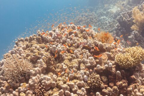 Dozens of orange anthias and a few purplish males circling above a coral head, a cloud of small fish in the blue behind them