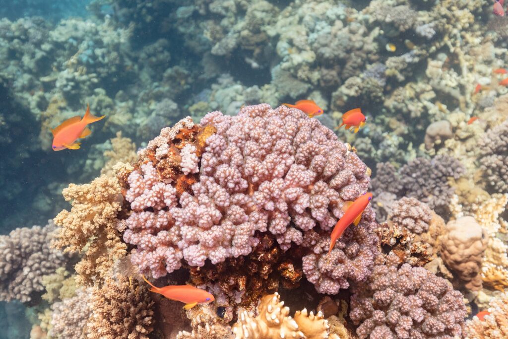 Orange female anthias with yellow fins and a violet mark below the eye swimming around a pink coral head