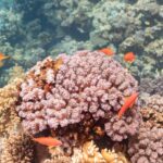 Orange female anthias with yellow fins and a violet mark below the eye swimming around a pink coral head