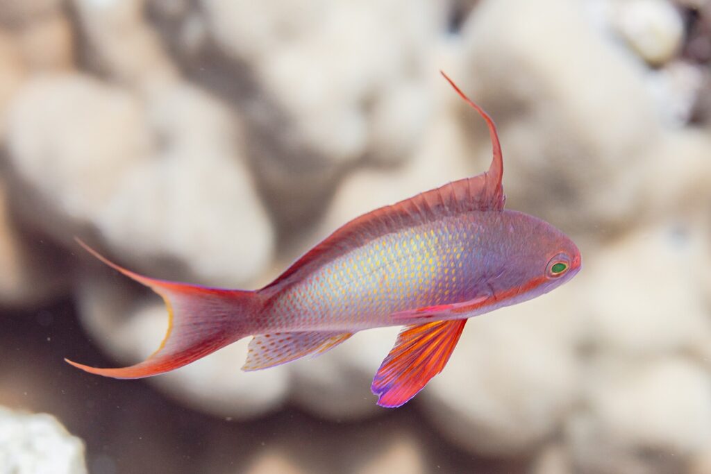 A male anthias in profile, its lilac body flecked with yellow, a long filament raised on its back, a red pectoral fin and a tail with elongated tips