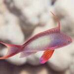 A male anthias in profile, its lilac body flecked with yellow, a long filament raised on its back, a red pectoral fin and a tail with elongated tips