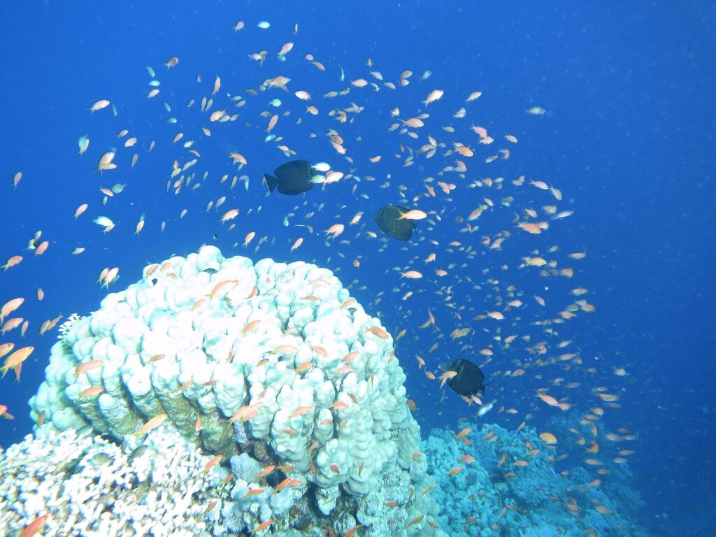 A cloud of hundreds of orange anthias in the blue, above a white coral head, with three dark fish in the middle of the school