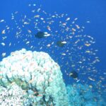 A cloud of hundreds of orange anthias in the blue, above a white coral head, with three dark fish in the middle of the school