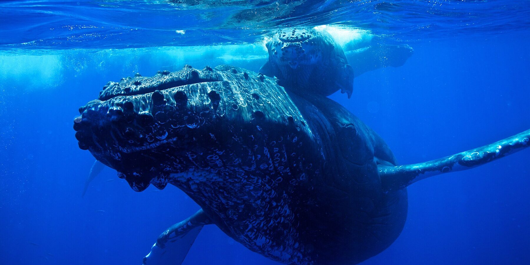 A humpback whale seen head-on below the surface, its head covered in tubercles and its long pectoral fins spread, its calf just above it