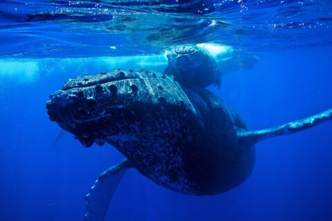 A humpback whale seen head-on below the surface, its head covered in tubercles and its long pectoral fins spread, its calf just above it
