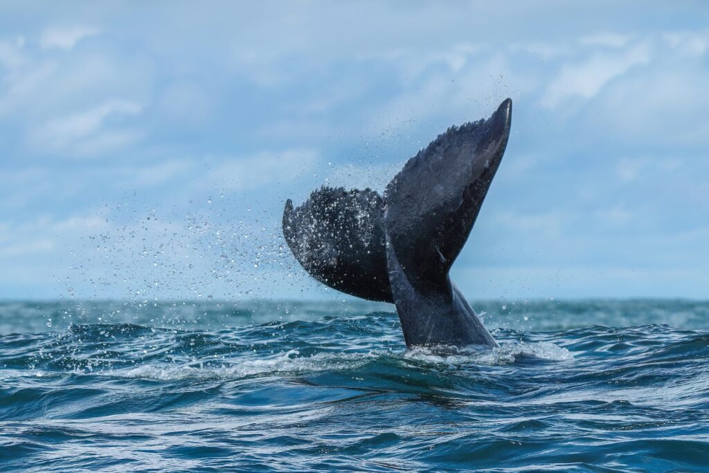 The tail fluke of a humpback whale rising out of the water at a three-quarter angle, its serrated trailing edge clearly visible, in a spray of droplets above a choppy sea