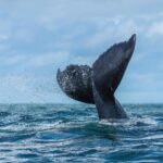 The tail fluke of a humpback whale rising out of the water at a three-quarter angle, its serrated trailing edge clearly visible, in a spray of droplets above a choppy sea