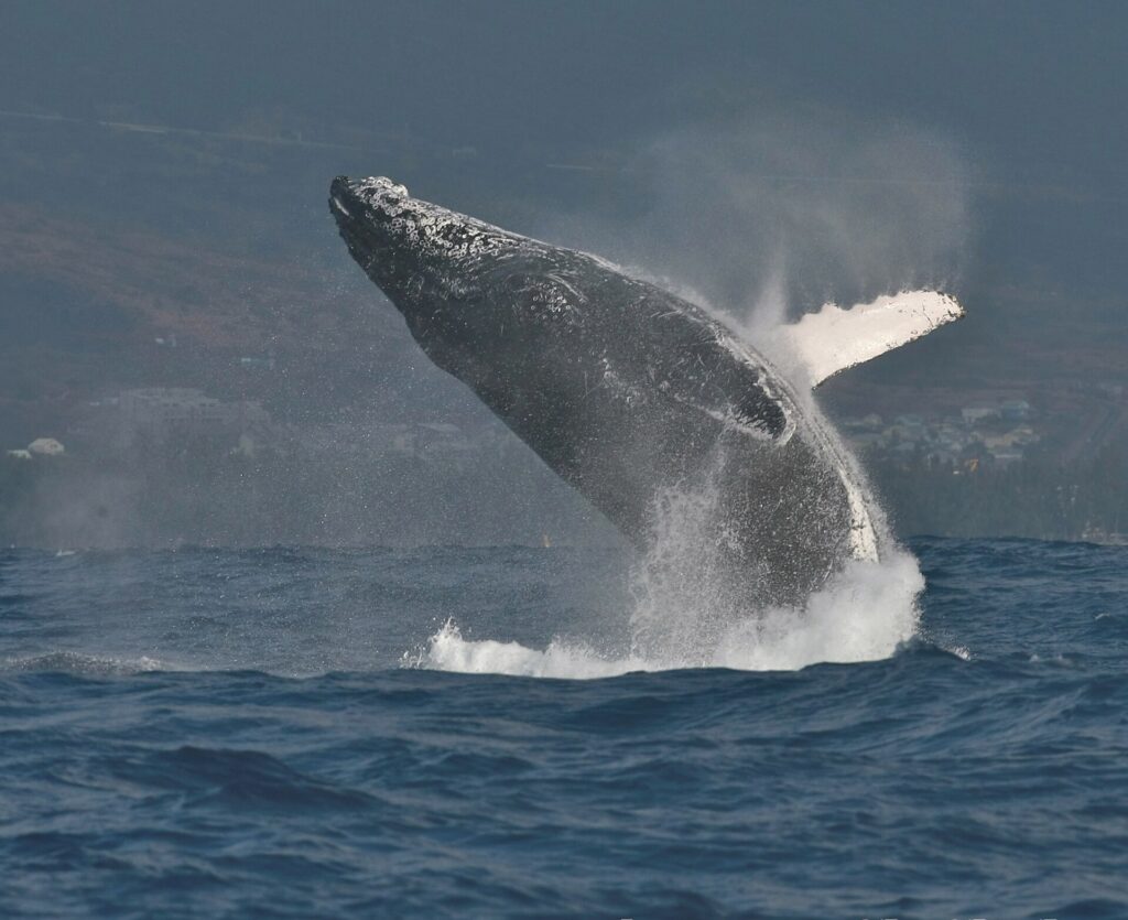 A humpback whale bursting halfway out of the water, its head covered in tubercles and its long white pectoral fin raised, in front of a built-up coastline