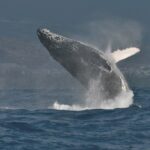A humpback whale bursting halfway out of the water, its head covered in tubercles and its long white pectoral fin raised, in front of a built-up coastline