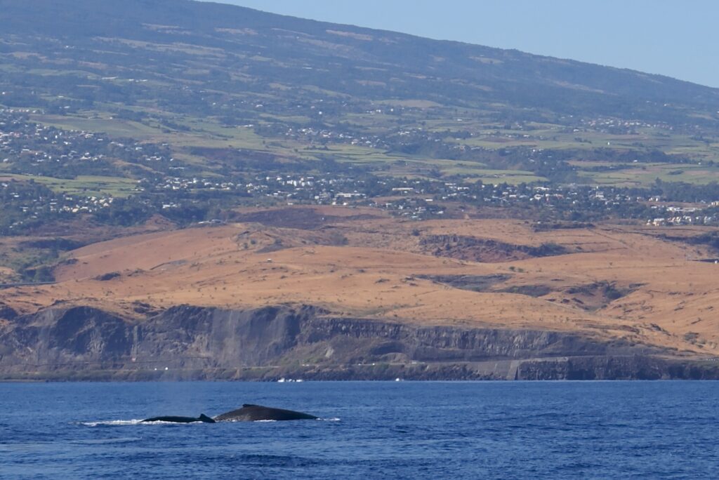 The backs of two humpback whales break the surface of a dark blue sea, in front of basalt cliffs and dry savanna slopes dotted with villages