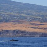 The backs of two humpback whales break the surface of a dark blue sea, in front of basalt cliffs and dry savanna slopes dotted with villages