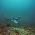 A manta ray banks above a reef, one wing raised and its mouth open, in blue-green water at Manta Bay, Nusa Penida