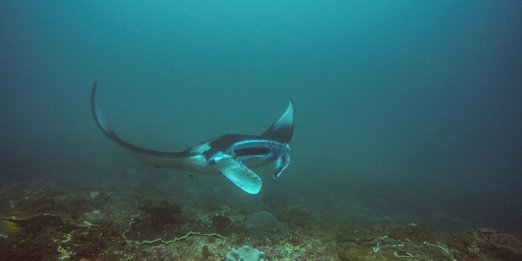 A manta ray banks above a reef, one wing raised and its mouth open, in blue-green water at Manta Bay, Nusa Penida