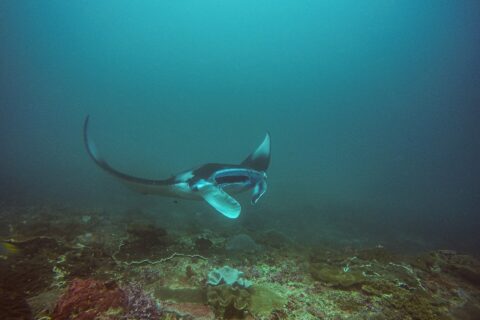A manta ray banks above a reef, one wing raised and its mouth open, in blue-green water at Manta Bay, Nusa Penida