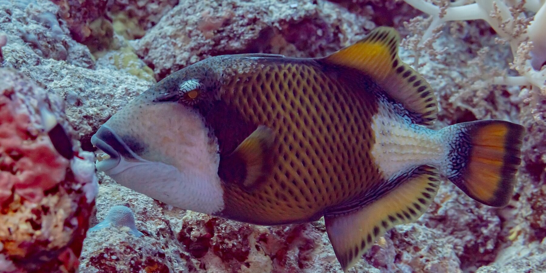 A titan triggerfish in profile above the reef, the dark mask over its eye, the black mustache above its visible teeth, a white cheek and a yellow-brown body checkered with black