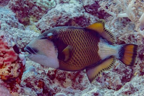 A titan triggerfish in profile above the reef, the dark mask over its eye, the black mustache above its visible teeth, a white cheek and a yellow-brown body checkered with black
