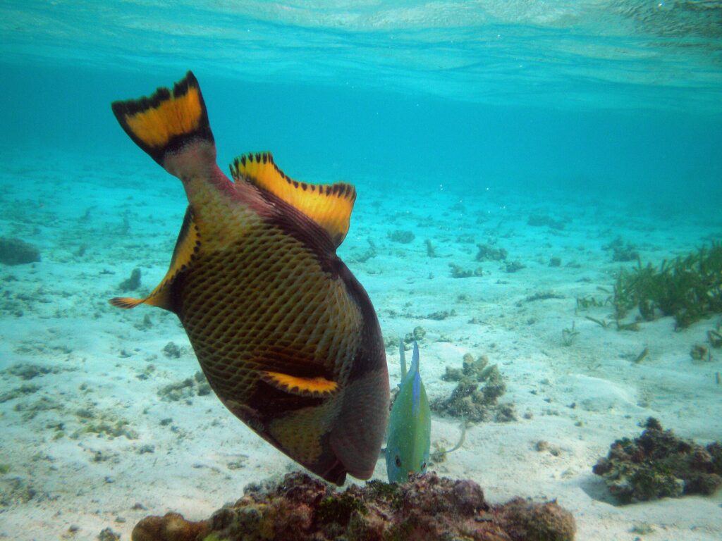 A titan triggerfish head down, digging into a coral block on pale sand, its black-edged yellow fins raised, a small green jack beside it