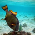 A titan triggerfish head down, digging into a coral block on pale sand, its black-edged yellow fins raised, a small green jack beside it