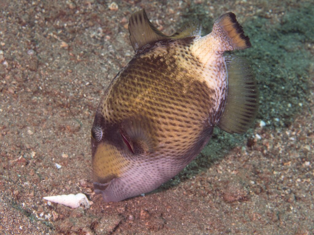 A young titan triggerfish with its nose against the sand near a shell, its beige body dotted with dark net-like spots, a brown mask over the eye and a pale pink cheek