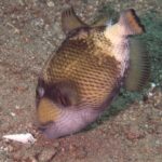 A young titan triggerfish with its nose against the sand near a shell, its beige body dotted with dark net-like spots, a brown mask over the eye and a pale pink cheek