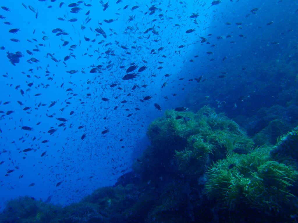 A cloud of small dark fish swirls in the blue above a rocky pinnacle carpeted with green anemones, which fills the right half of the frame