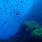 A cloud of small dark fish swirls in the blue above a rocky pinnacle carpeted with green anemones, which fills the right half of the frame