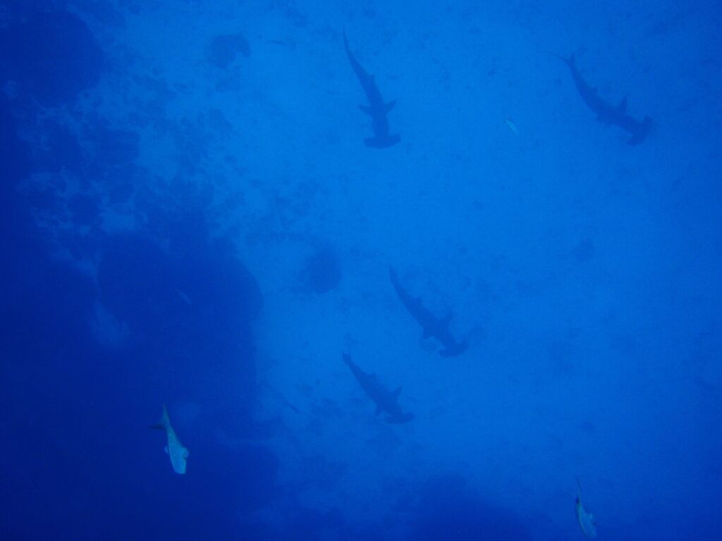 Five scalloped hammerheads seen from above descending in a loose line along a dark rocky wall, silhouetted in uniformly blue water, two other fish at the bottom of the frame.