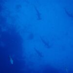 Five scalloped hammerheads seen from above descending in a loose line along a dark rocky wall, silhouetted in uniformly blue water, two other fish at the bottom of the frame.
