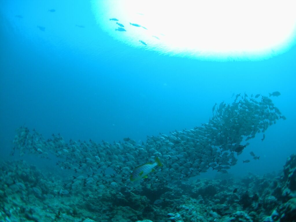 A dense school of silvery gray fish streams over the reef, with a yellow-striped oriental sweetlips in the foreground and the sun behind