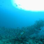 A dense school of silvery gray fish streams over the reef, with a yellow-striped oriental sweetlips in the foreground and the sun behind