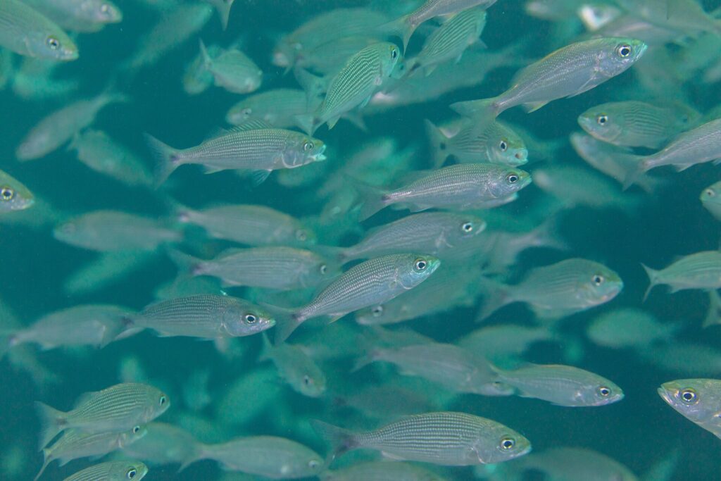 A tight school of silvery grunts with fine stripes, seen side-on in green water, around the rocks of Los Islotes