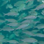 A tight school of silvery grunts with fine stripes, seen side-on in green water, around the rocks of Los Islotes