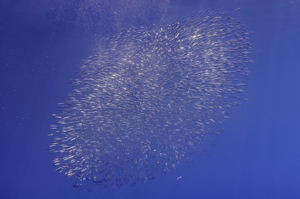 An oval cloud of silver snipefish stretches diagonally across the deep blue, with air bubbles rising at top left