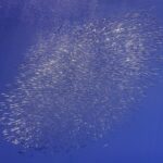 An oval cloud of silver snipefish stretches diagonally across the deep blue, with air bubbles rising at top left