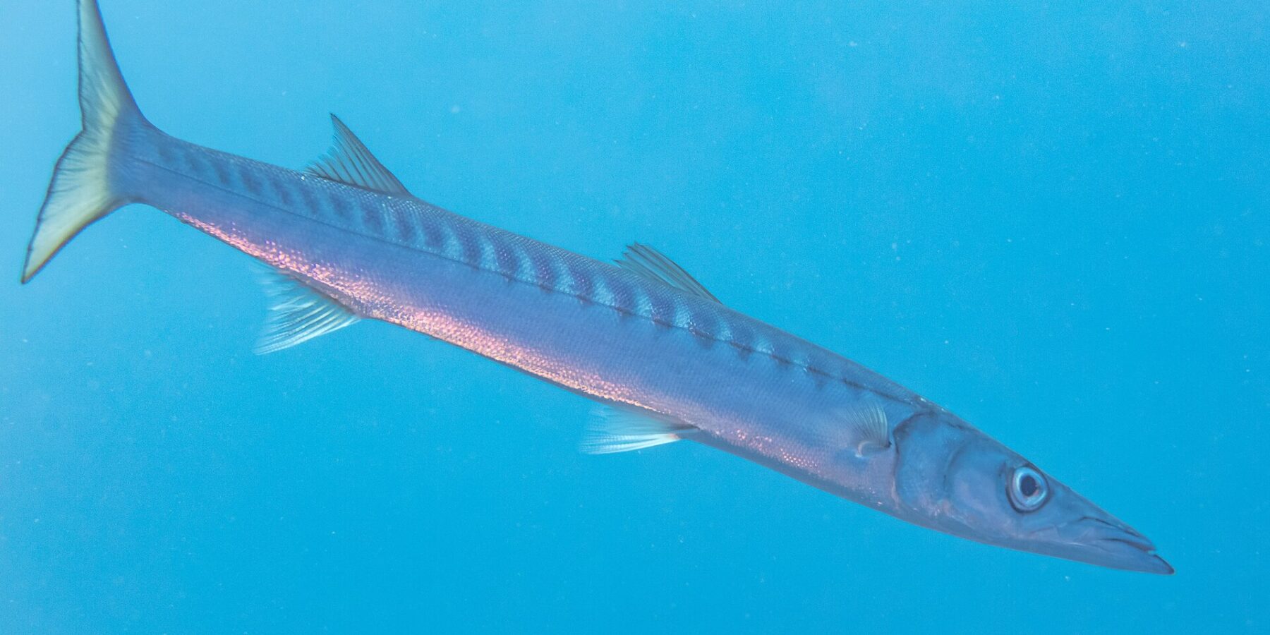A yellowmouth barracuda swimming diagonally in open blue water, head down to the right: long streamlined body, conical pointed snout with a jutting lower jaw, two well-separated dorsal fins, many dark bars on the upper flanks and a yellowish forked tail.