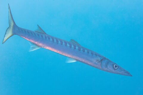 A yellowmouth barracuda swimming diagonally in open blue water, head down to the right: long streamlined body, conical pointed snout with a jutting lower jaw, two well-separated dorsal fins, many dark bars on the upper flanks and a yellowish forked tail.