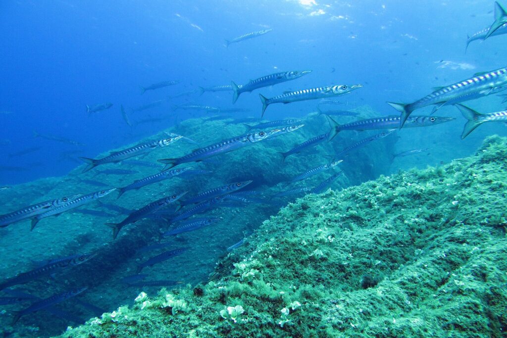 A large school of yellowmouth barracuda swimming to the right above seaweed-covered rocks: long, slim silvery bodies, pointed snouts and many dark bars on the flanks.