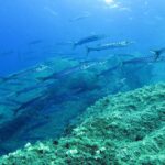 A large school of yellowmouth barracuda swimming to the right above seaweed-covered rocks: long, slim silvery bodies, pointed snouts and many dark bars on the flanks.
