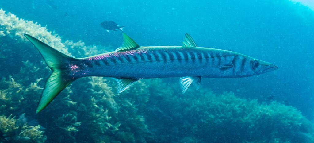 A yellowmouth barracuda in profile, head to the right, in front of seaweed: long, slim body, two well-separated dorsal fins, tail and fins tinted yellow-green, and a tight row of dark bars running from the back down to mid-flank.
