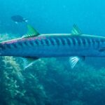 A yellowmouth barracuda in profile, head to the right, in front of seaweed: long, slim body, two well-separated dorsal fins, tail and fins tinted yellow-green, and a tight row of dark bars running from the back down to mid-flank.