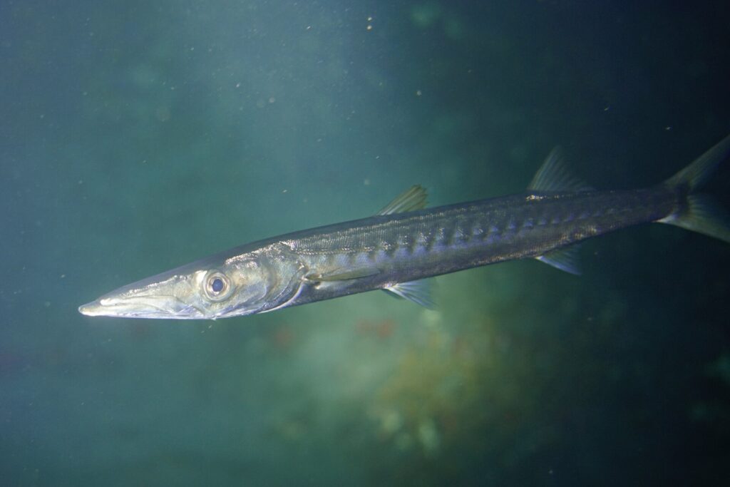 A yellowmouth barracuda seen up close, head to the left, in green water: long pointed snout, lower jaw thrust forward, large eye, silvery body marked with dark bars across the flanks.